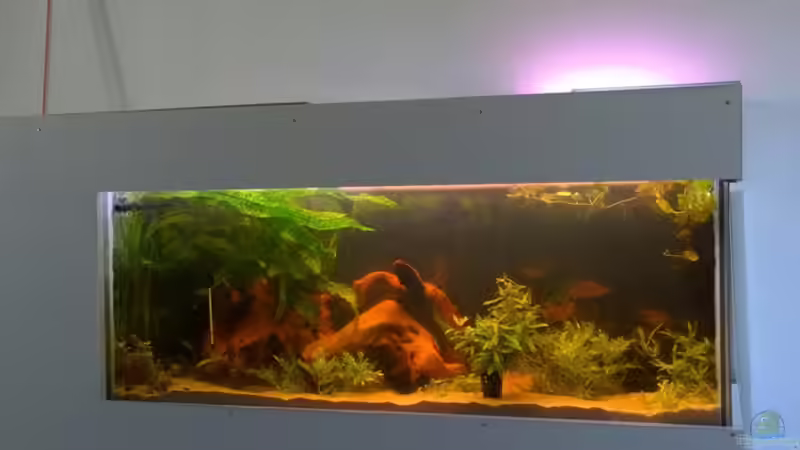 Hauptansicht Aquarium von Becken 32000 von Hans-Walter Bandt (1)