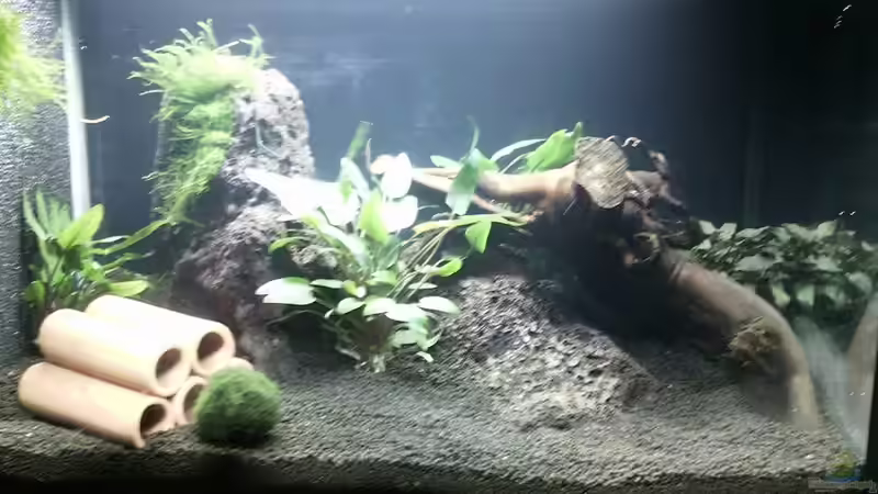 Hauptansicht Aquarium von Becken 32134 von Beba (1)