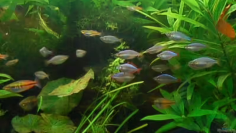 Hauptansicht Aquarium von Becken 3229 von Sebastian.. (1)