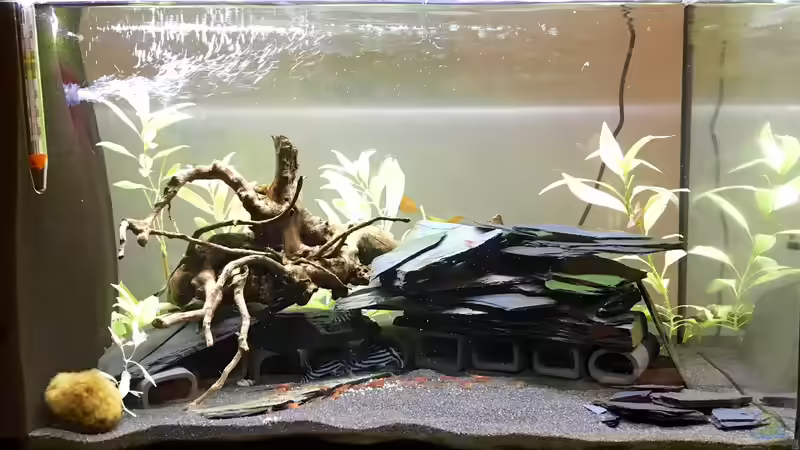 Hauptansicht Aquarium von Becken 33524 - Klein aber fein von eesee (1)