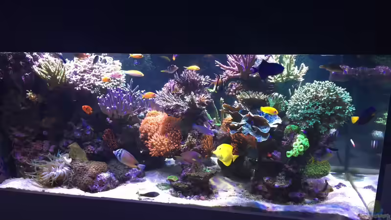 Hauptansicht Aquarium von Becken 33714 von Joachim Dierl (1)