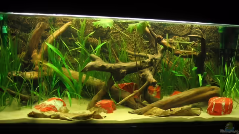 Hauptansicht Aquarium von Becken 3374 von andif (1)