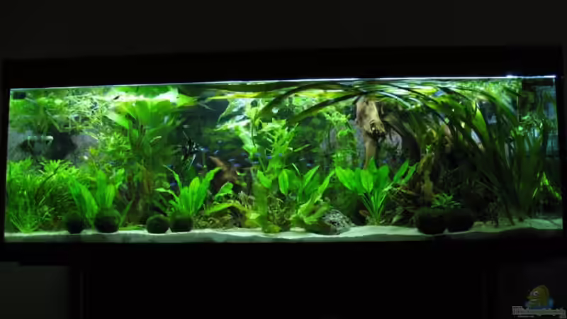 Hauptansicht Aquarium von Becken 341 von Marcus.H (1)
