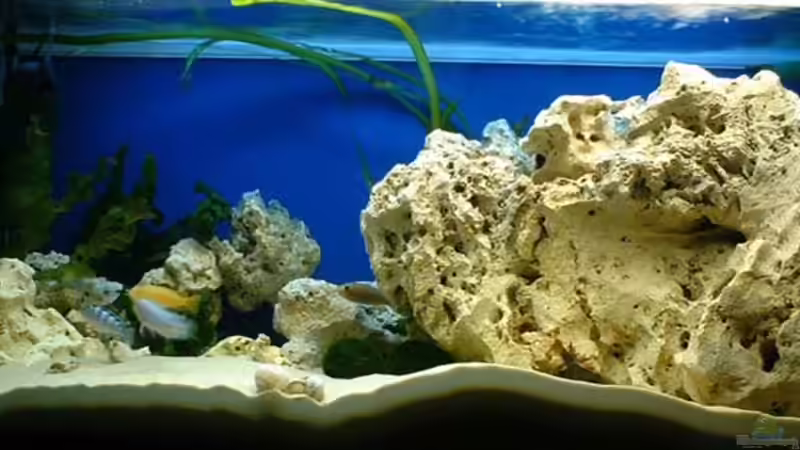 Hauptansicht Aquarium von Becken 362 von Lutz Rall (1)
