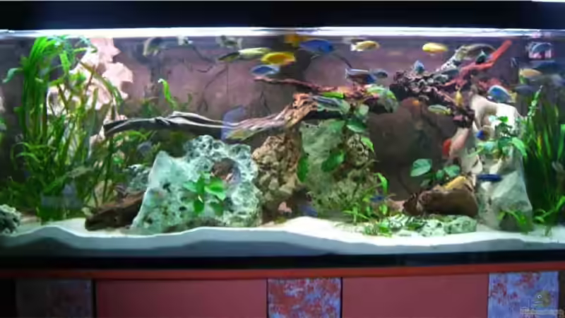 Hauptansicht Aquarium von Becken 3681 von Christian Buchegger (1)