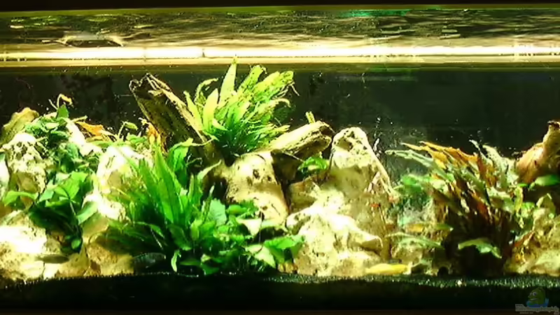 Hauptansicht Aquarium von Becken 40 von Wilfried Liebetrau (1)