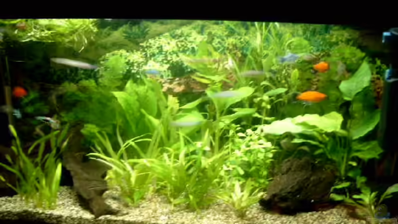 Hauptansicht Aquarium von Becken 4041 von Marcel Pikzack (1)