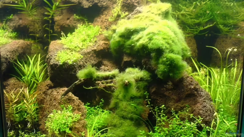 Hauptansicht Aquarium von Becken 4125 von Jens Hug (1)