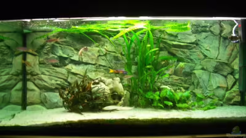Hauptansicht Aquarium von Becken 4168 von Rainer Völlmer (1)