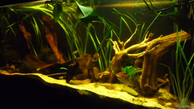 Hauptansicht Aquarium von Becken 4345 von Markus Dinter (1)