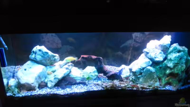 Hauptansicht Aquarium von Becken 4370 von Stephan Weber (1)
