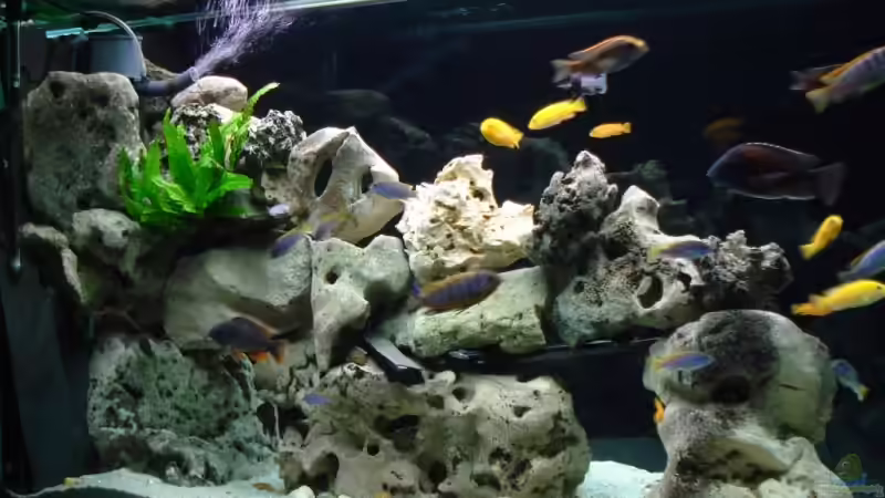 Hauptansicht Aquarium von Becken 4511 von Miki Öry (1)