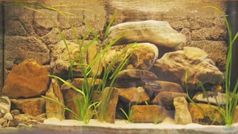 Hauptansicht Aquarium von Becken 4622 von Manuel Huemer (1)