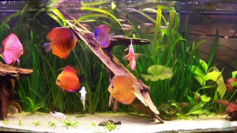 Hauptansicht Aquarium von Becken 4674 von Stefan Arenth (1)