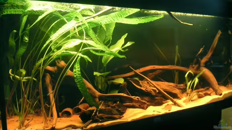 Hauptansicht Aquarium von Becken 4750 von Sebastian Zunhammer (1)