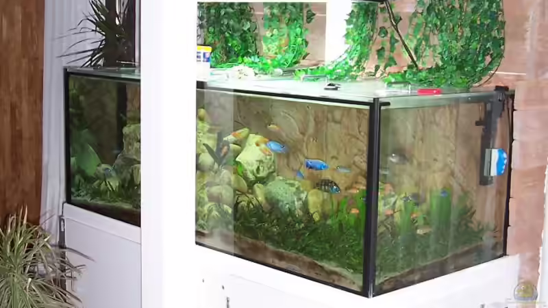 Hauptansicht Aquarium von Becken 4764 von Daniel Kurz (1)