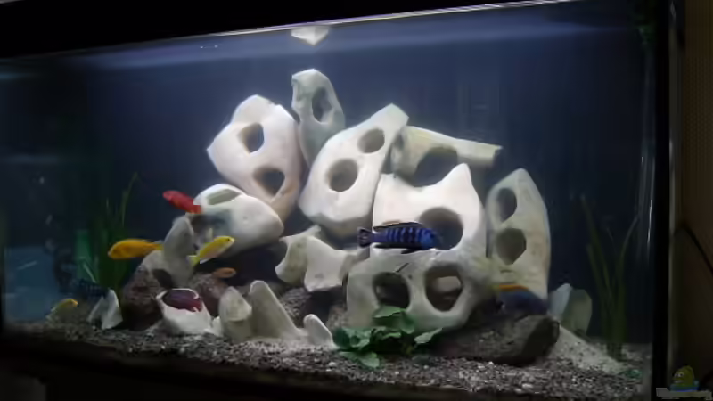 Hauptansicht Aquarium von Becken 477 von Melanie Ruegamer (1)