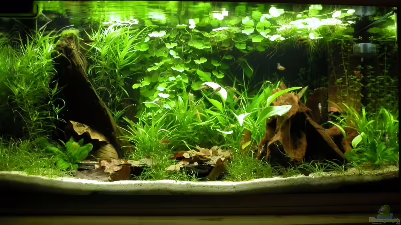 Hauptansicht Aquarium von Becken 4947 von Monique Martin (1)