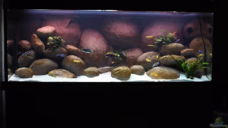 Hauptansicht Aquarium von Becken 4982 von Dicker1904 (1)
