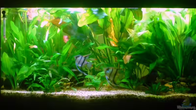 Hauptansicht Aquarium von Becken 5064 von Tom Prpic (1)
