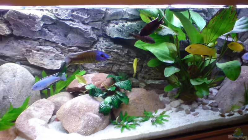 Hauptansicht Aquarium von Becken 5146 von Astralo (1)