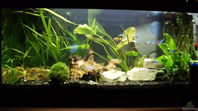 Hauptansicht Aquarium von Becken 54 L nur noch als Beispiel von Stony (1)