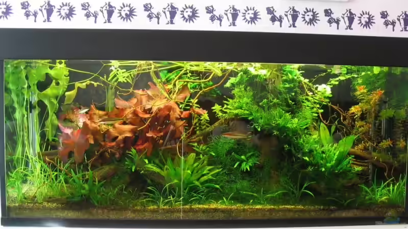 Hauptansicht Aquarium von Becken 5450 von Günter Tholen (1)
