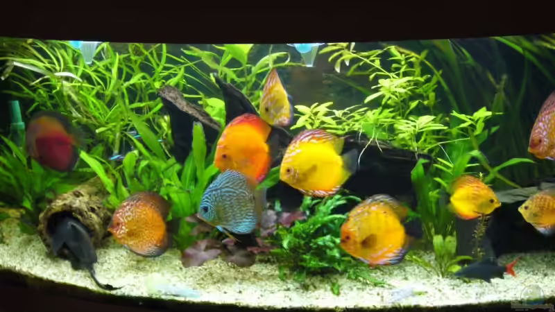 Hauptansicht Aquarium von Becken 5673 von Stefan Kohlschmidt (1)