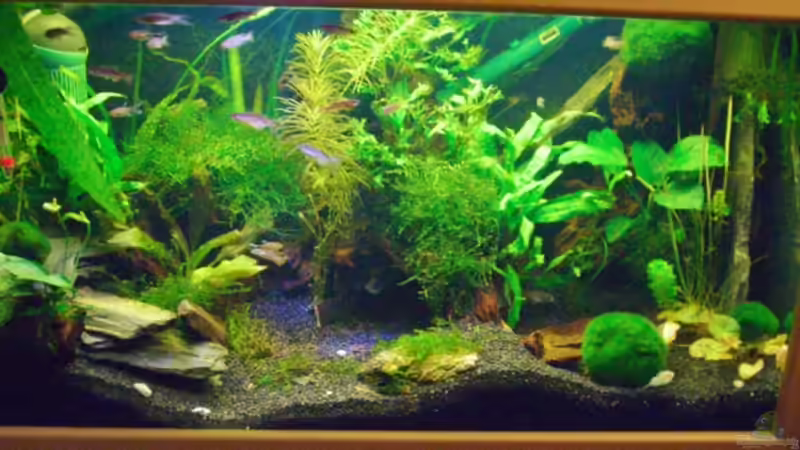 Hauptansicht Aquarium von Becken 5755 von Viktoria Plum (1)