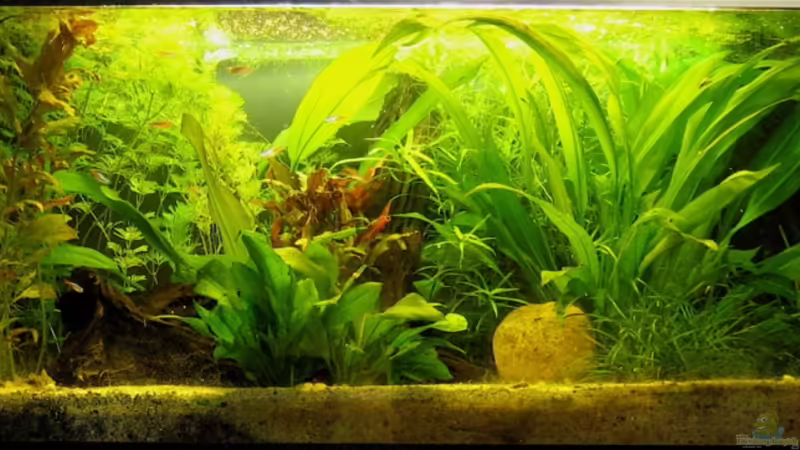 Hauptansicht Aquarium von Becken 5844 von Christopher Ziegert (1)