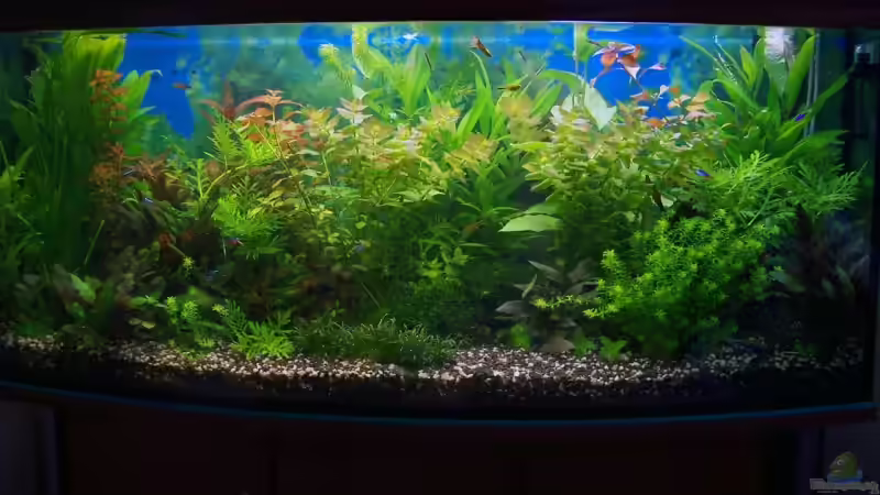 Hauptansicht Aquarium von Becken 5908 von Pandora Chase (1)