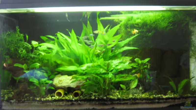 Hauptansicht Aquarium von Becken 5980 von TNTLogge (1)