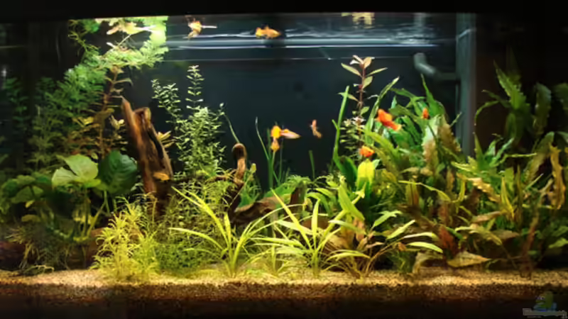 Hauptansicht Aquarium von Becken 6044 von Claudia Knops (1)