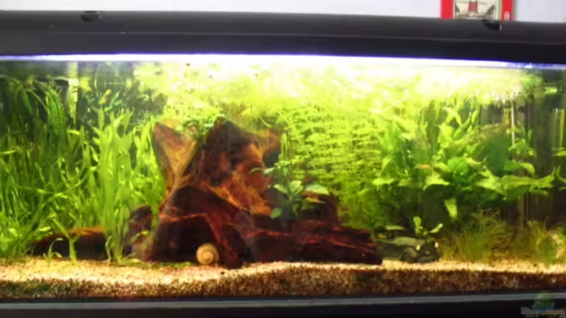 Hauptansicht Aquarium von Becken 6069 von Christian Rothe (1)
