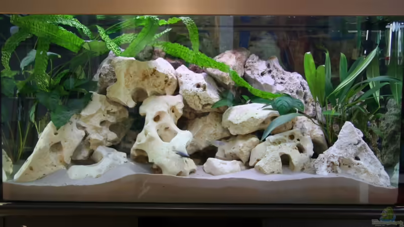 Hauptansicht Aquarium von Becken 6186 von Jasmin Engelen (1)