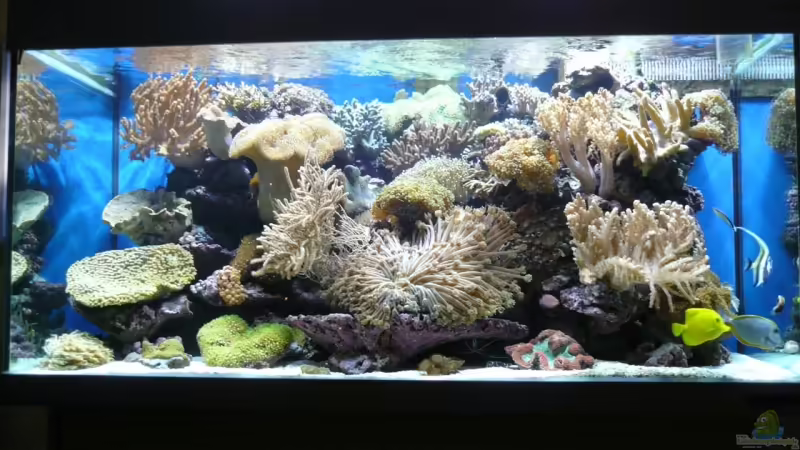 Hauptansicht Aquarium von Becken 6379 von Thomas Maik (1)