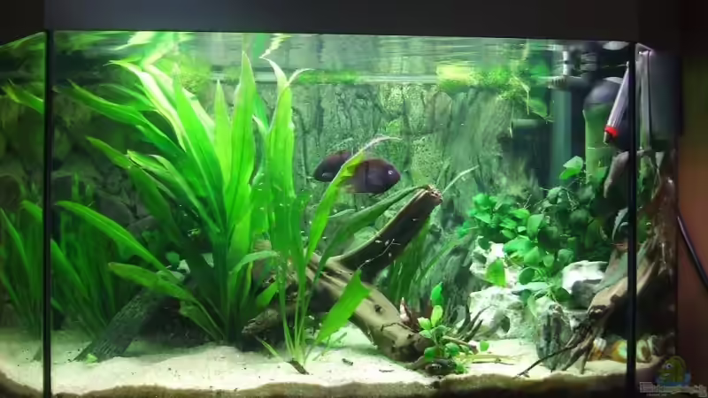 Hauptansicht Aquarium von Becken 6451 von Melanie Burkhard (1)