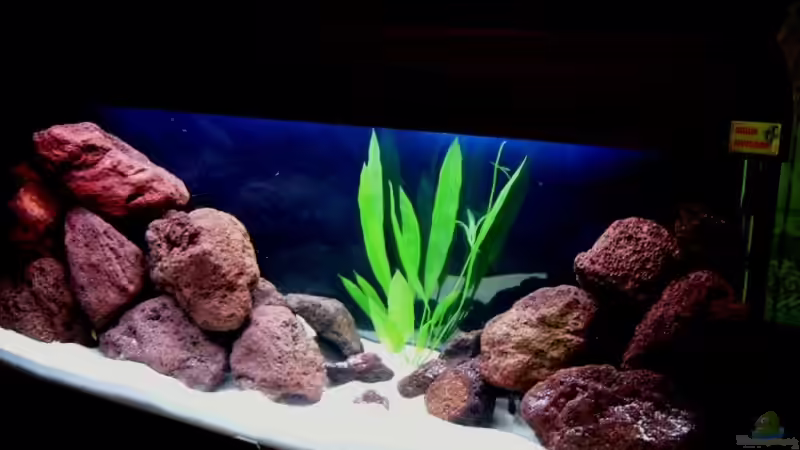 Hauptansicht Aquarium von Becken 6481 von Buderas Danas (1)