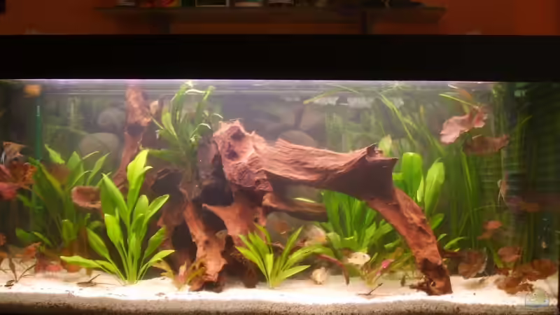 Hauptansicht Aquarium von Becken 6512 von Andreas Müller (1)