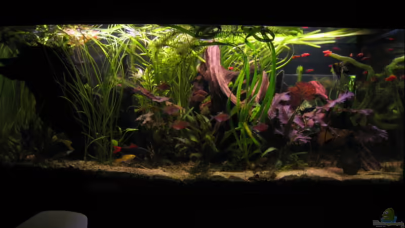 Hauptansicht Aquarium von Becken 6762 von malawigome (1)