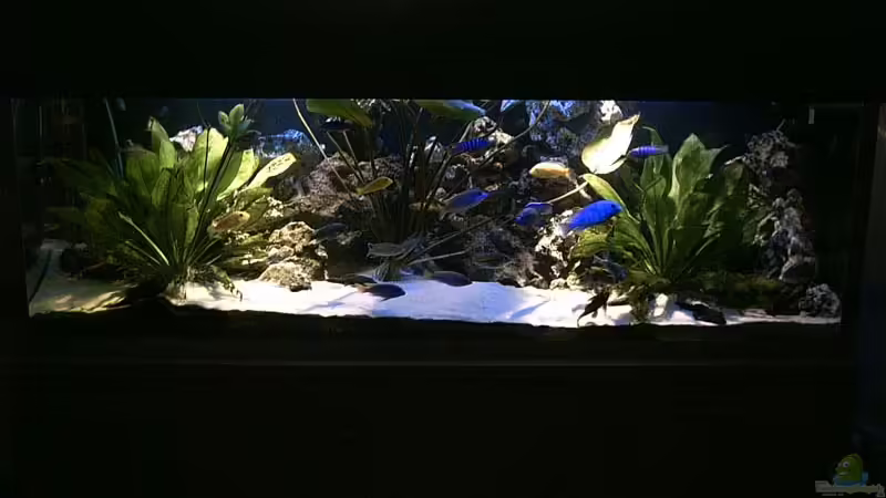 Hauptansicht Aquarium von Becken 679 von Michael Meyer (1)