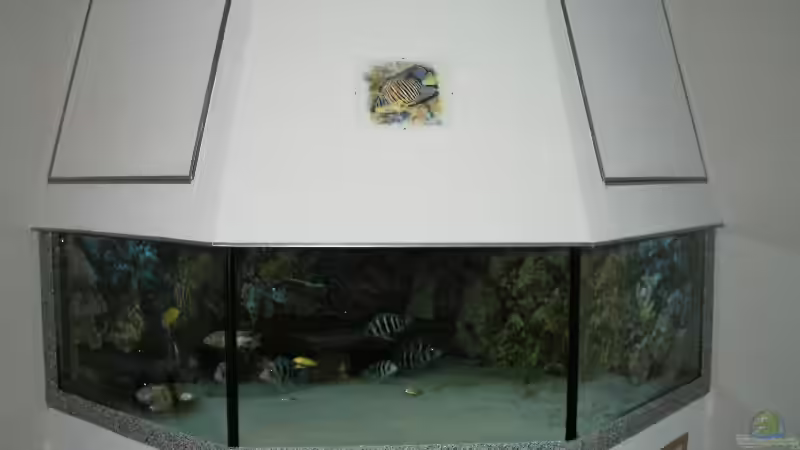 Hauptansicht Aquarium von Becken 705 von Dirk Abelshausen (1)
