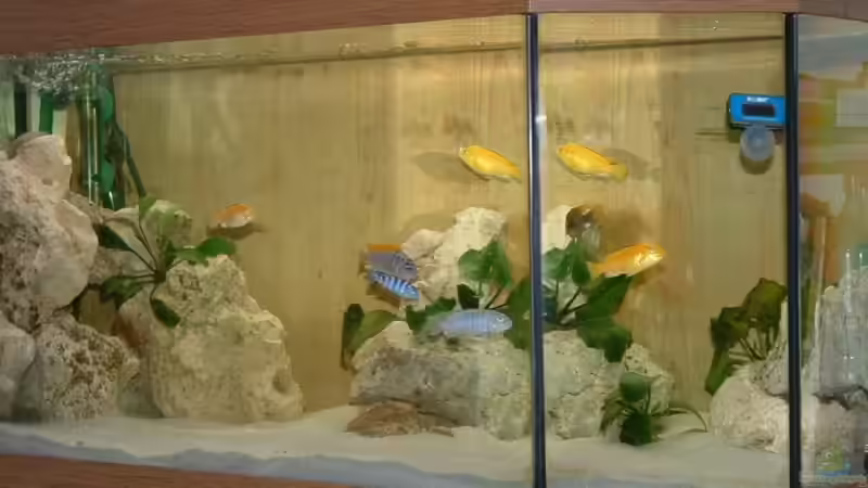 Hauptansicht Aquarium von Becken 7135 von lucky-luke.ch (1)