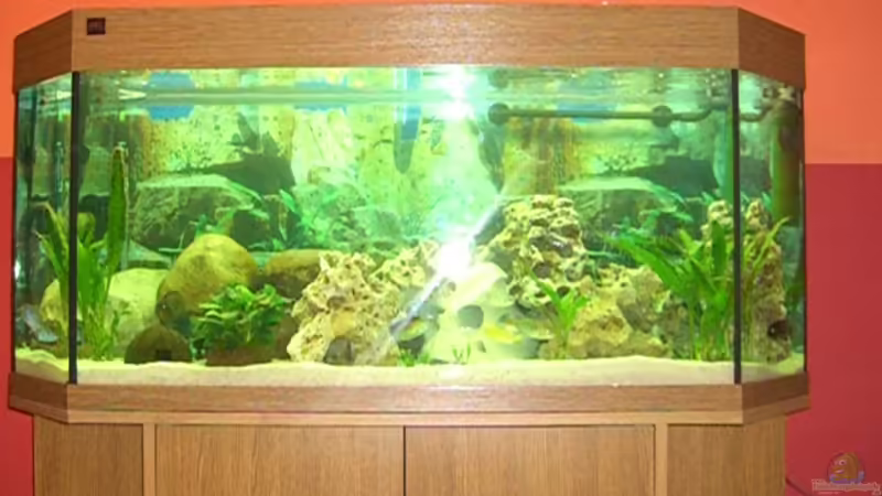 Hauptansicht Aquarium von Becken 7154 von Pascal Lehmann (1)