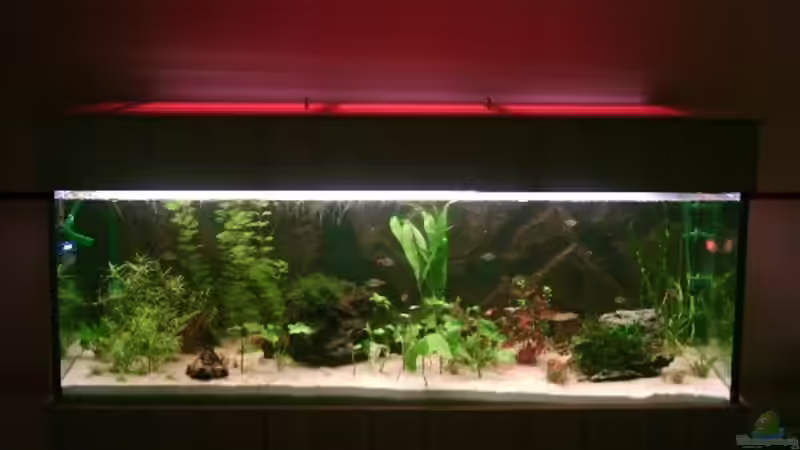 Hauptansicht Aquarium von Becken 7210 von Tati
