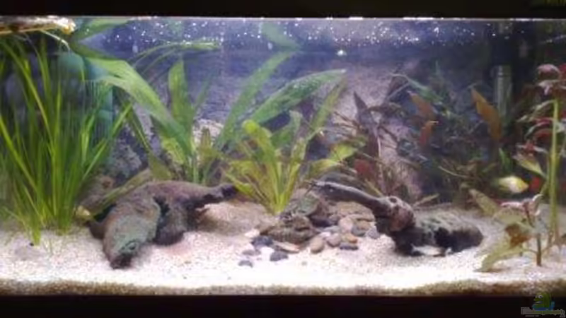 Hauptansicht Aquarium von Becken 7281 von Chris (1)
