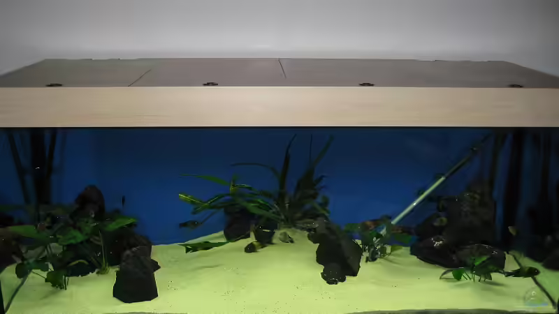 Hauptansicht Aquarium von Becken 7284 von Sebastian Klappert (1)