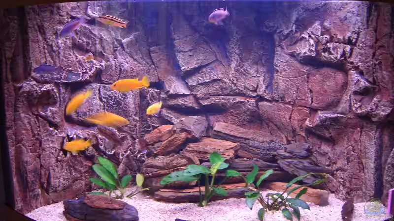 Hauptansicht Aquarium von Becken 7438 von Rico Köhler (1)
