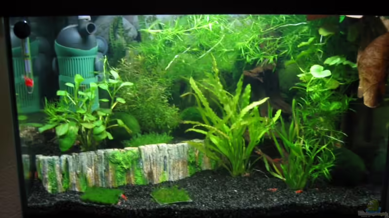 Hauptansicht Aquarium von Becken 7461 von Westman (1)
