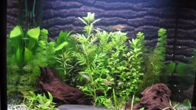 Hauptansicht Aquarium von Becken 7525 von Fischfreak